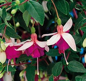 FUCHSIA RETOMBANT