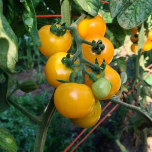Tomate – Galina  (cerise jaune)
