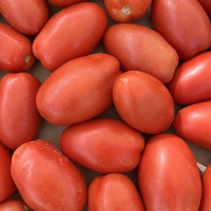 Tomate allongée