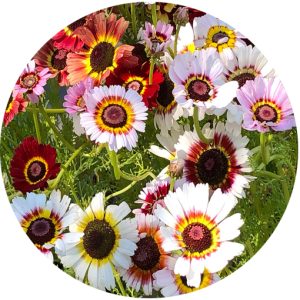 Chrysanthème à carène