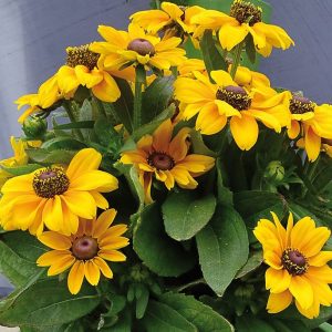 RUDBECKIA en godet