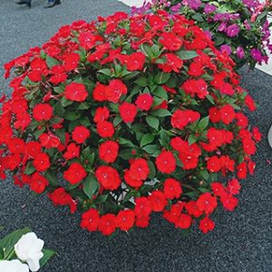 SUNPATIENS VIGOUROUS