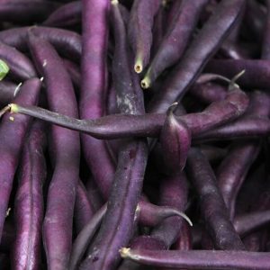 Haricot – Royal Burgundy (nain)