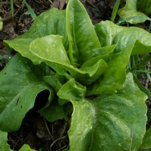 Laitue – Deer Tongue