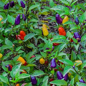 Piment (fort) – Chinese 5 colour