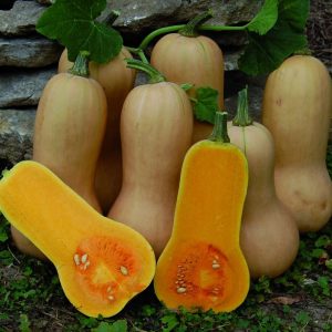 Courge – Waltham Butternut