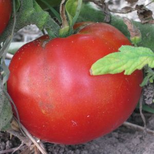 Tomate – Moskvich